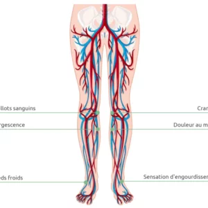 Le rôle essentiel du mollet dans la circulation sanguine